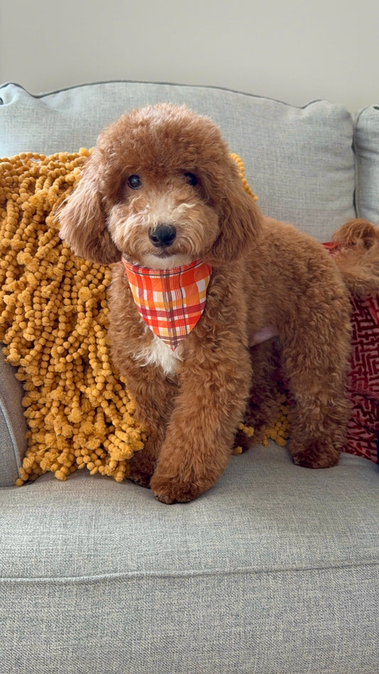 Dexter (Maltipoo)