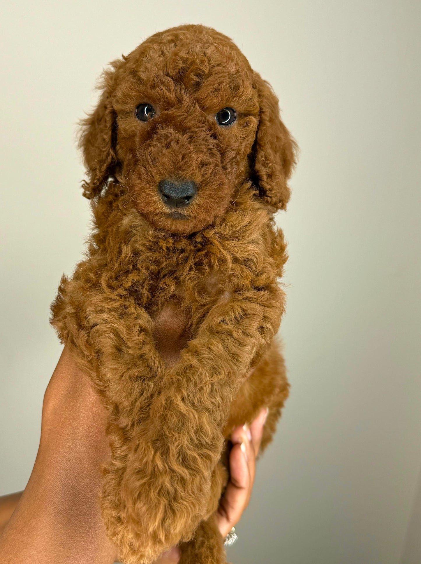 Apollo(Goldendoodle)