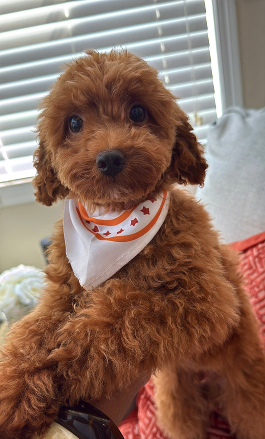Ozzy (CKC Reg. Mini Poodle)