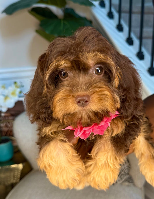 Mocha(Cavapoo)