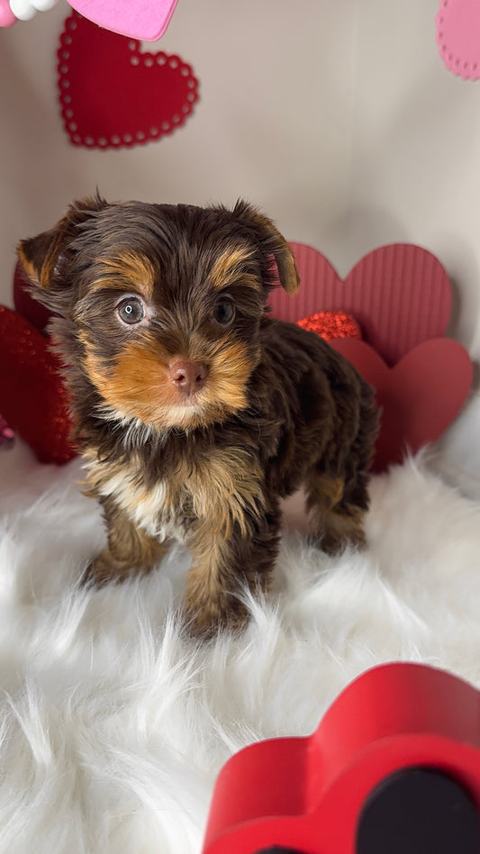 Hershey (Yorkie)