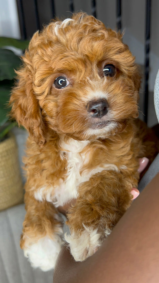 Easton (Cavapoo)