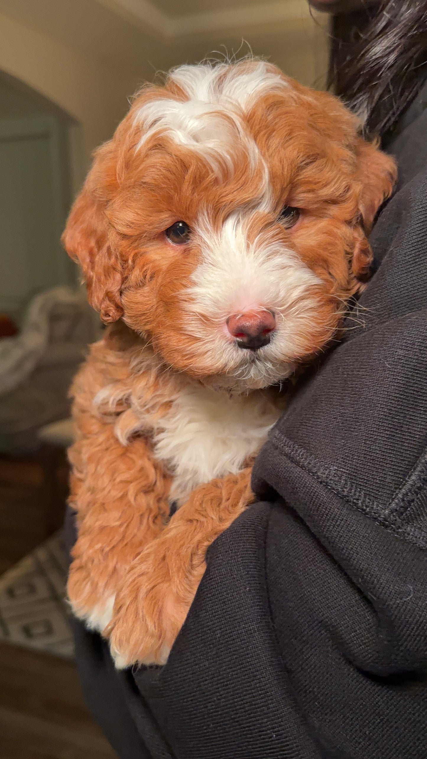 Henry(Mini Goldendoodle)