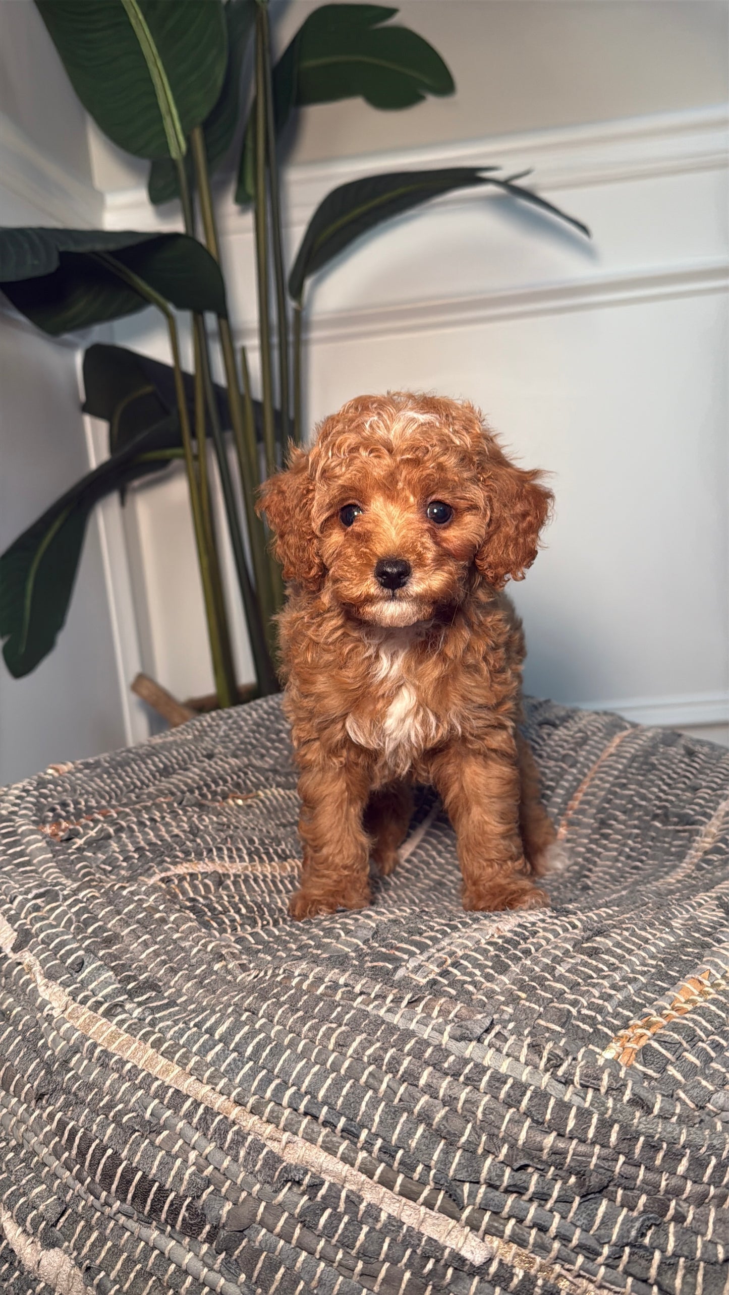 Ronny (AKC Reg Male Toy Poodle)