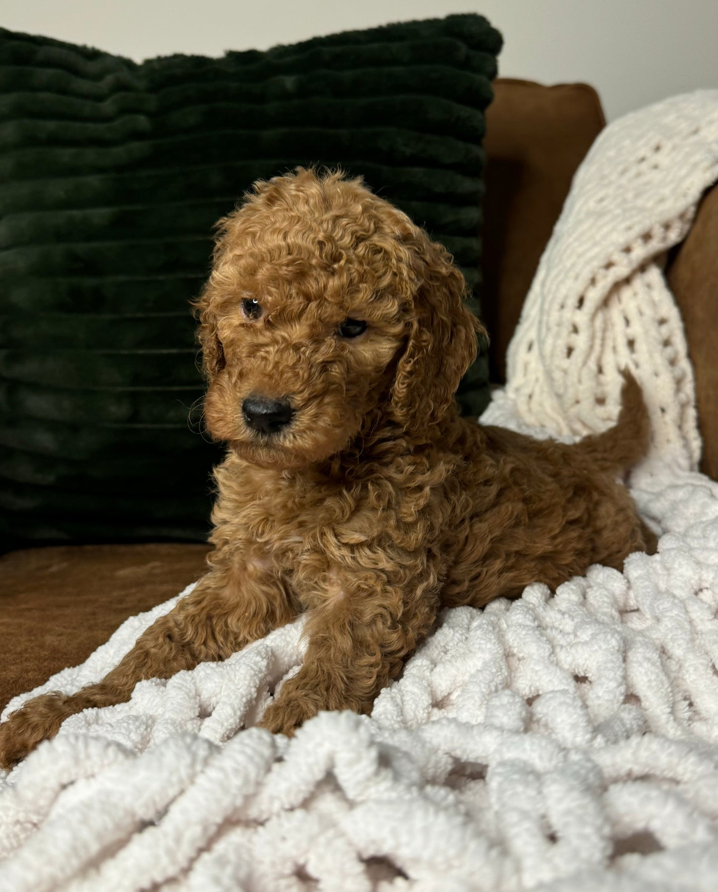 Astro (Goldendoodle)