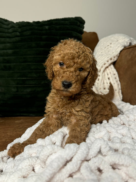 Astro (Goldendoodle)