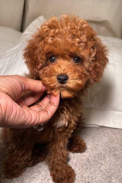 Jenna(Cavapoo)