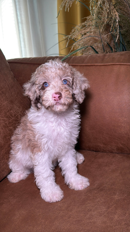 Ocean (Female Mini Poodle)