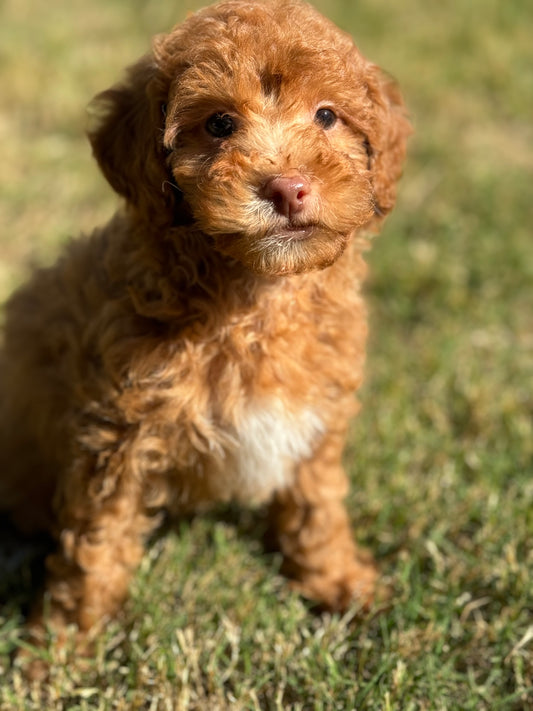 Rudy (Toy Poodle)