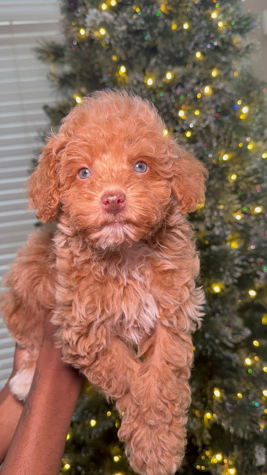 Grayson (AKC Reg. Toy Poodle)