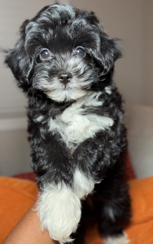 Syre (Yorkiepoo)