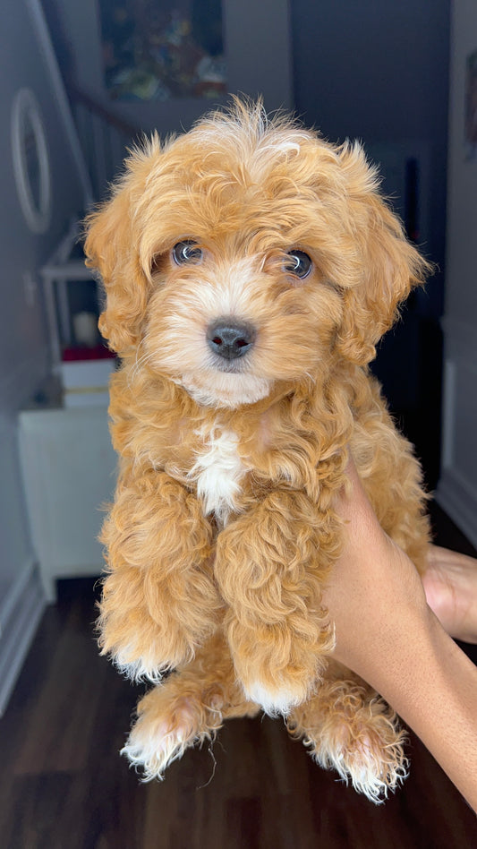 Mister (Cavapoo)