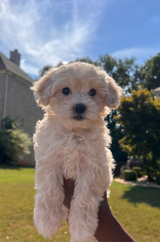 Bali (Yorkie-Poo)