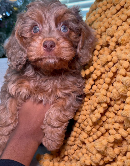 Reserve With A Deposit