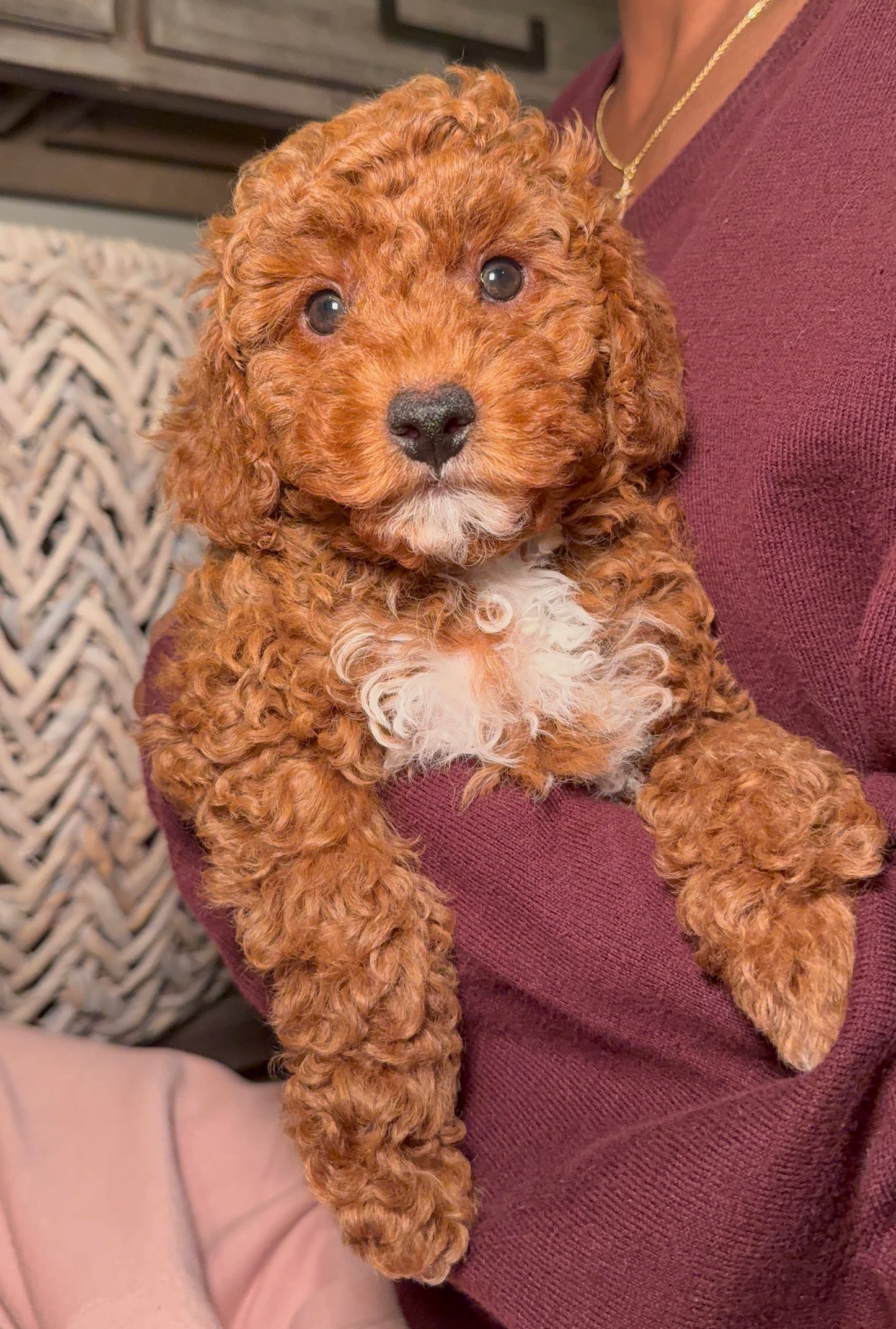 Lilo (Mini Poodle AKC REG)