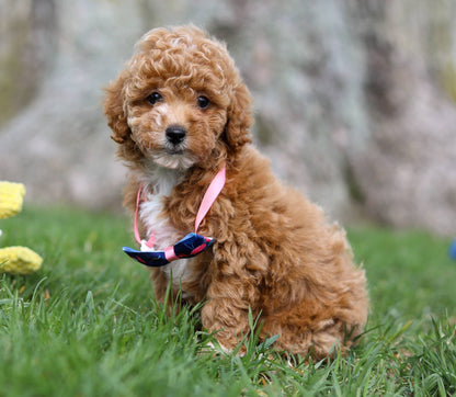 Denver (ACA Reg. Mini Poodle)