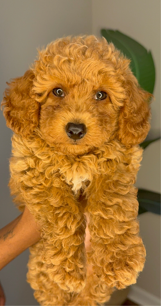 Pluto (Mini Poodle)