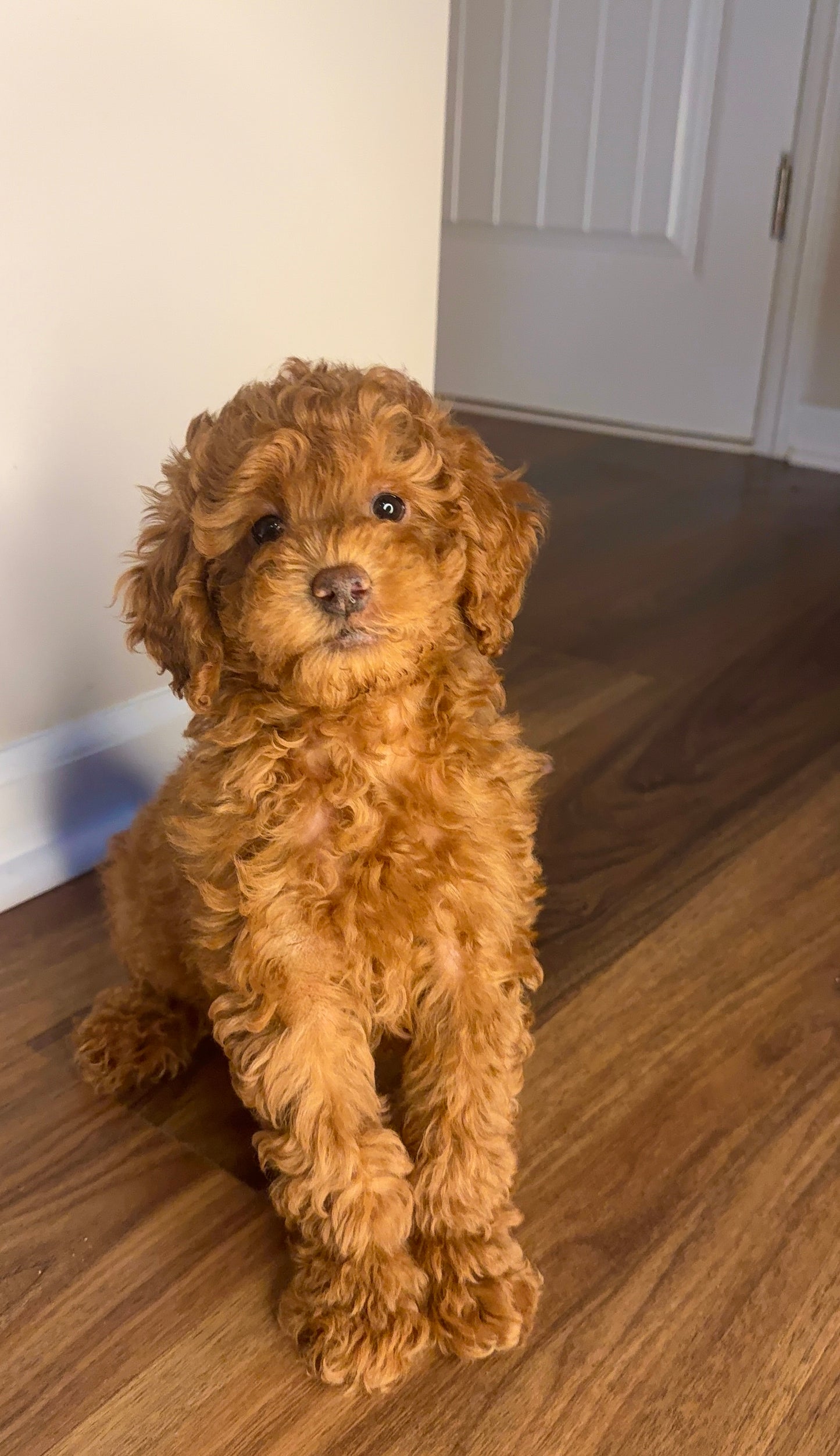 Romeo (Male Mini Poodle)