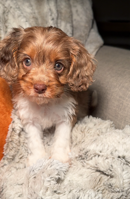 Knox(Cavapoo)
