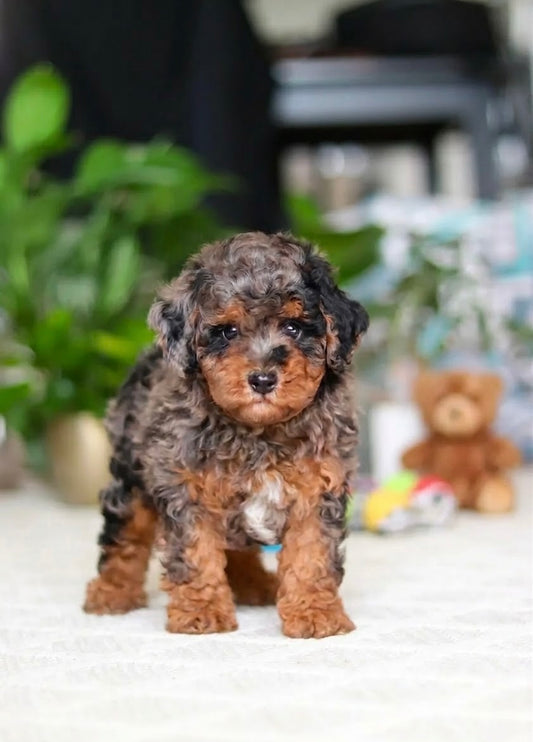 Rolo (Male Cavapoo)