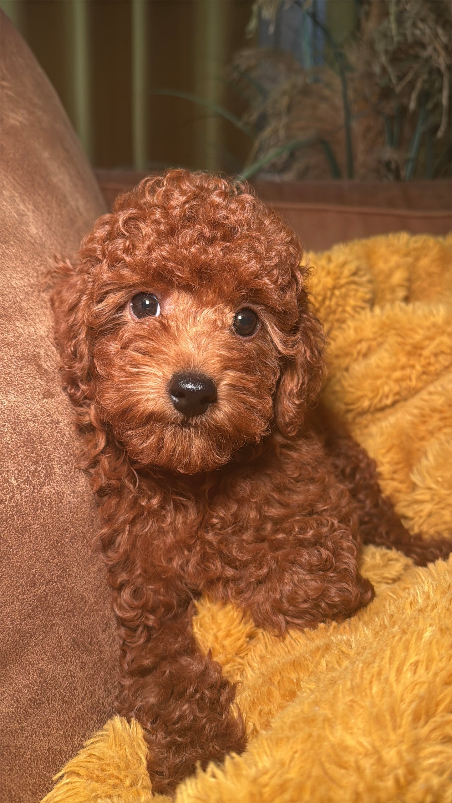Boss (Toy Poodle)