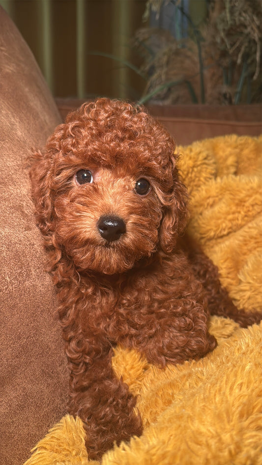 Boss (Toy Poodle)