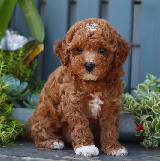 Cooper (Cavapoo)