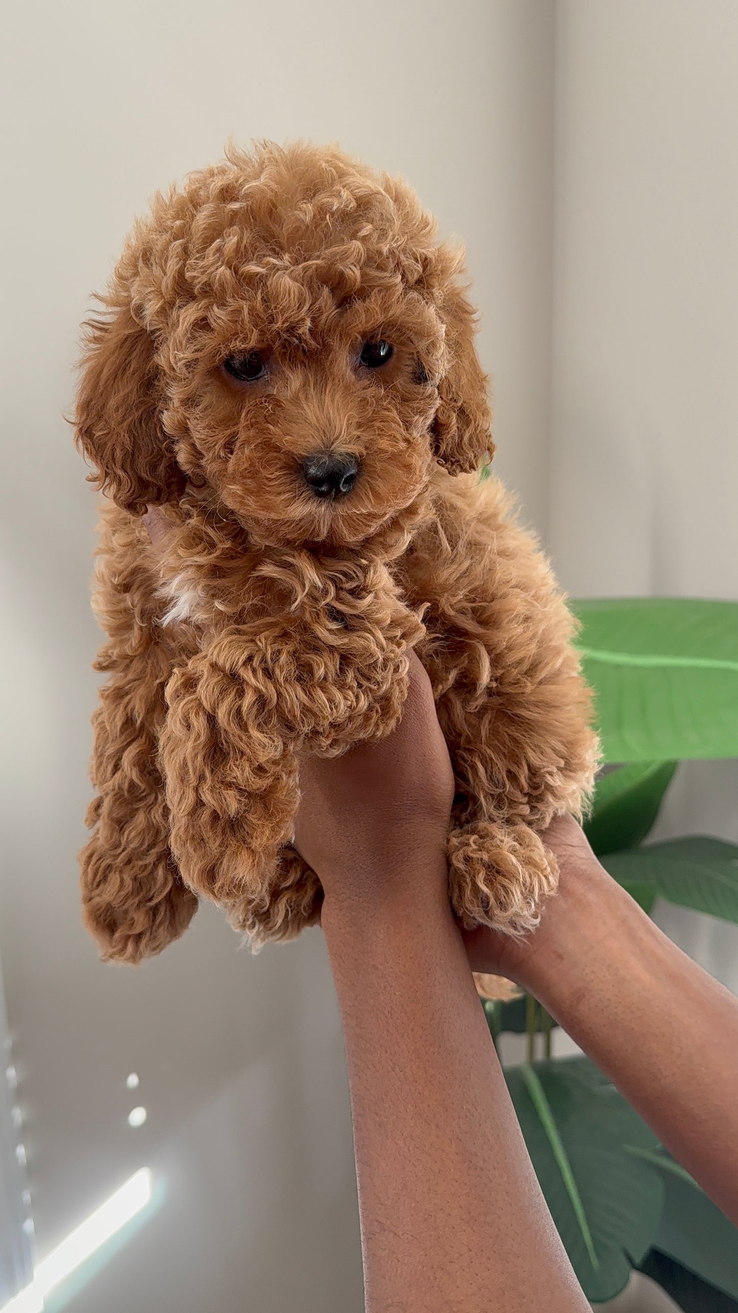 Lyric(Cavapoo)