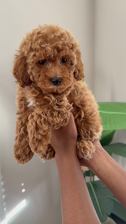 Lyric(Cavapoo)