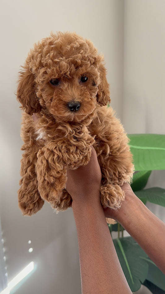 Lyric(Cavapoo)