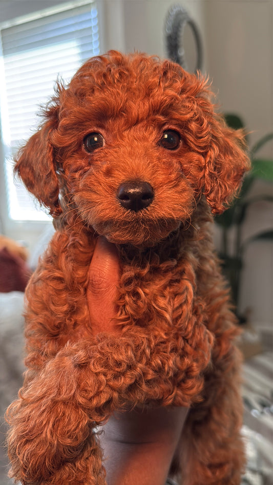 Nola (Female Mini Poodle)