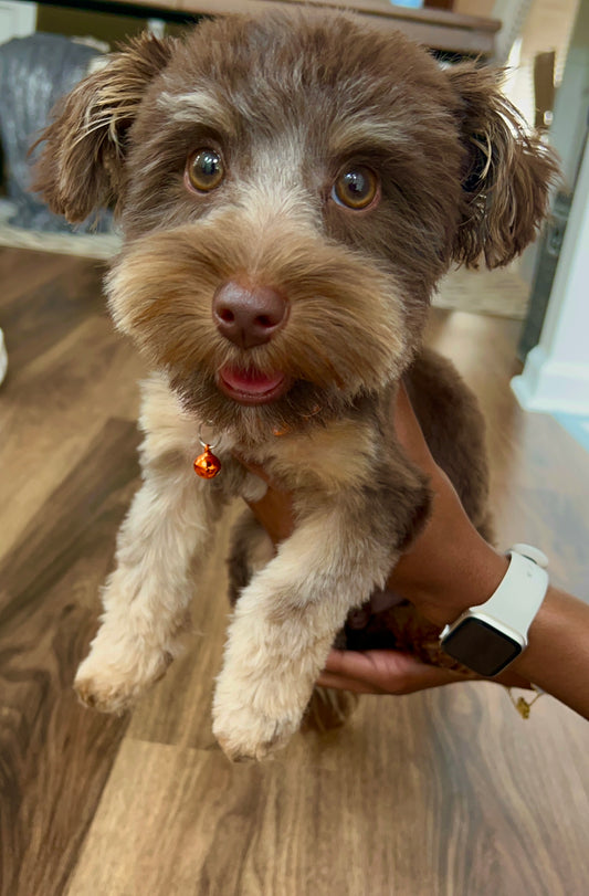 Paco(Morkie)