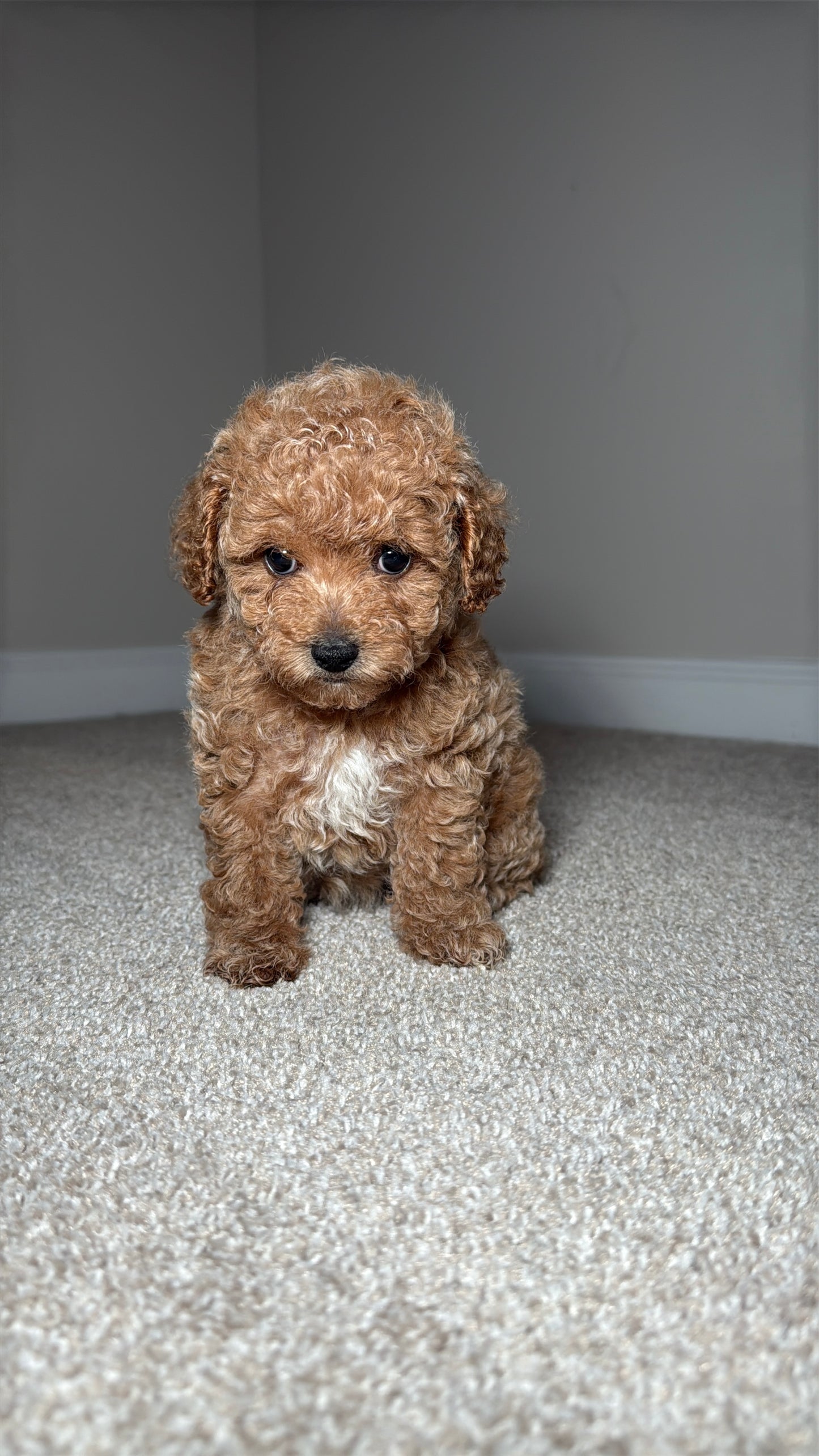 Kizzie (Maltipoo)