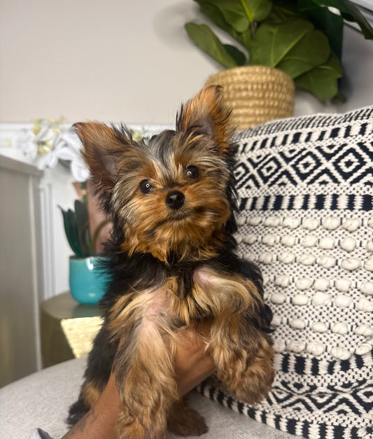 Lucky(CKC Reg. Yorkie)