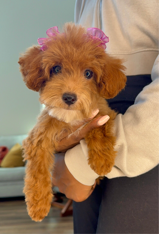 Lani (Toy Poodle AKC REG)