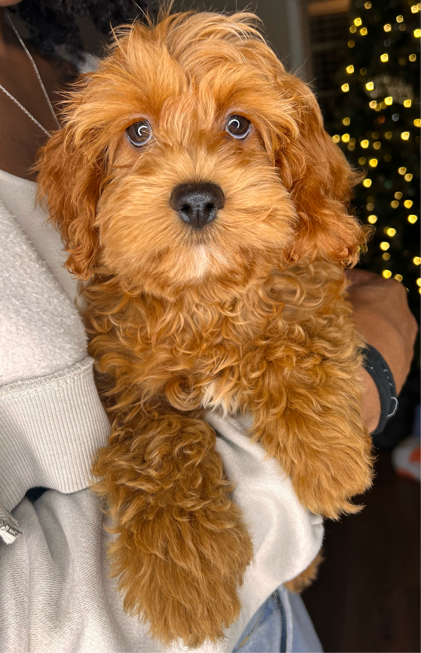 Ziggy (Cockapoo)