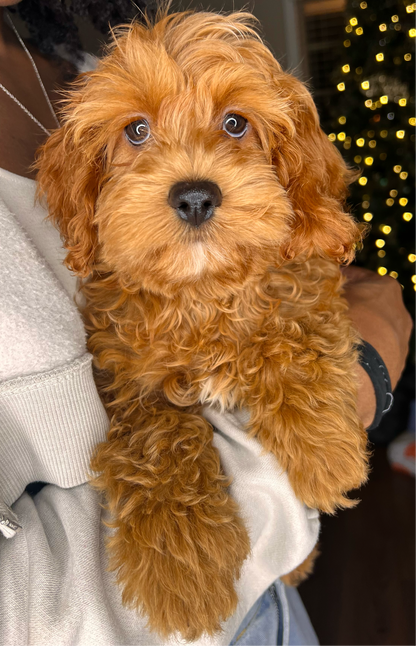 Ziggy (Cockapoo)