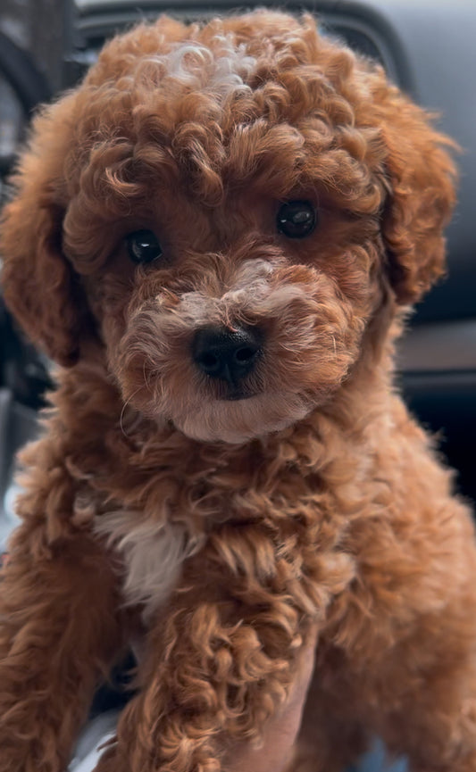 Jaxson (CKC Mini Poodle)