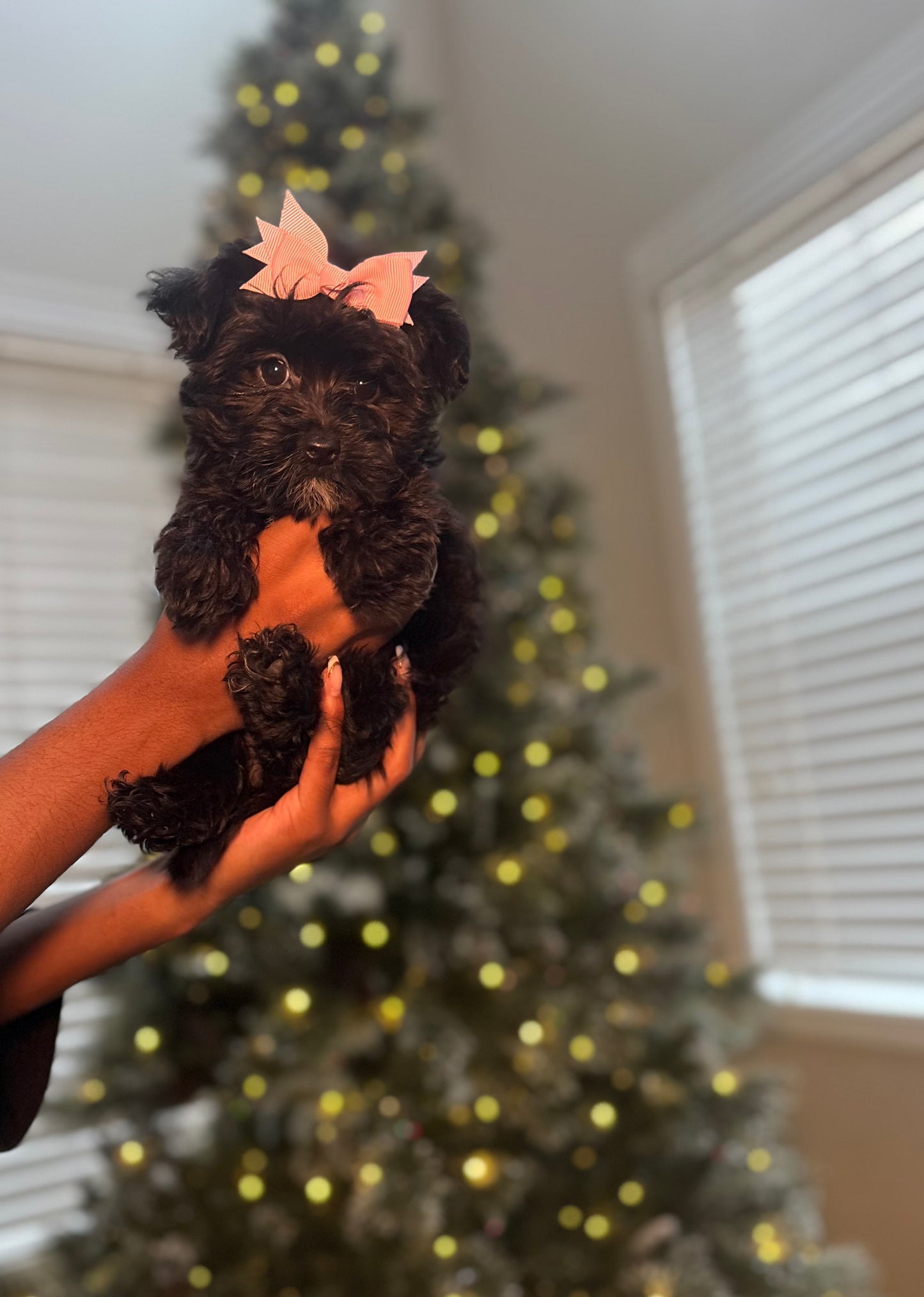 Anka (Yorkshire Terrier)