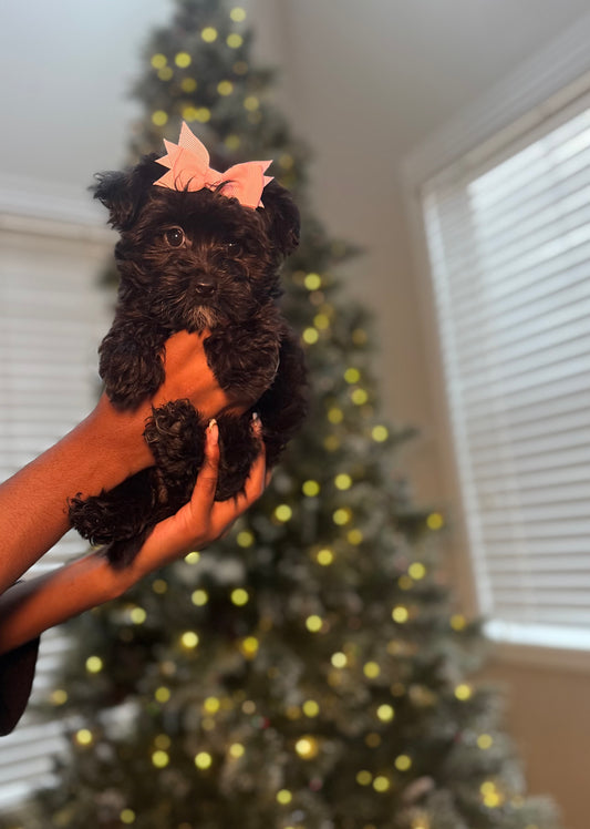 Anka (Yorkshire Terrier)