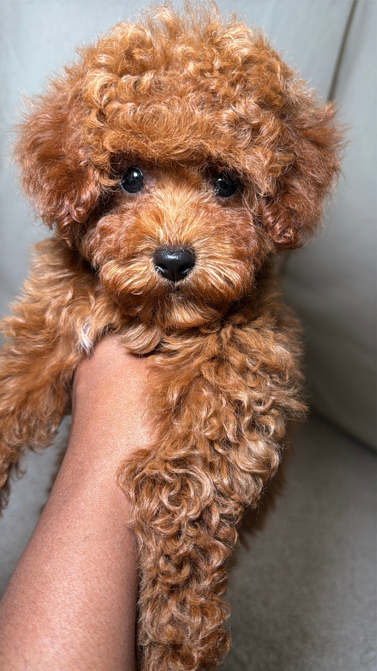 Jenna(Cavapoo)