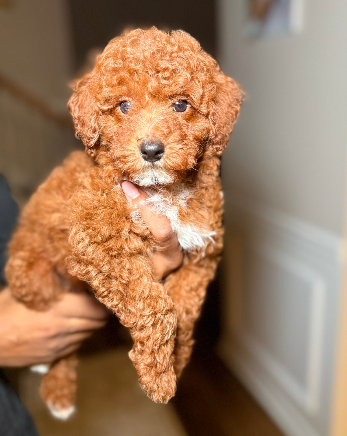 Harlan (Mini Poodle)