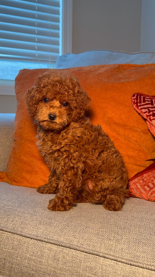 Piper(ACA Reg. Toy Poodle)