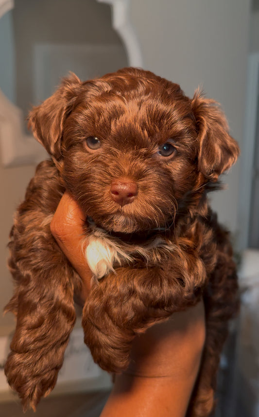 Sable (Yorkie Poo)
