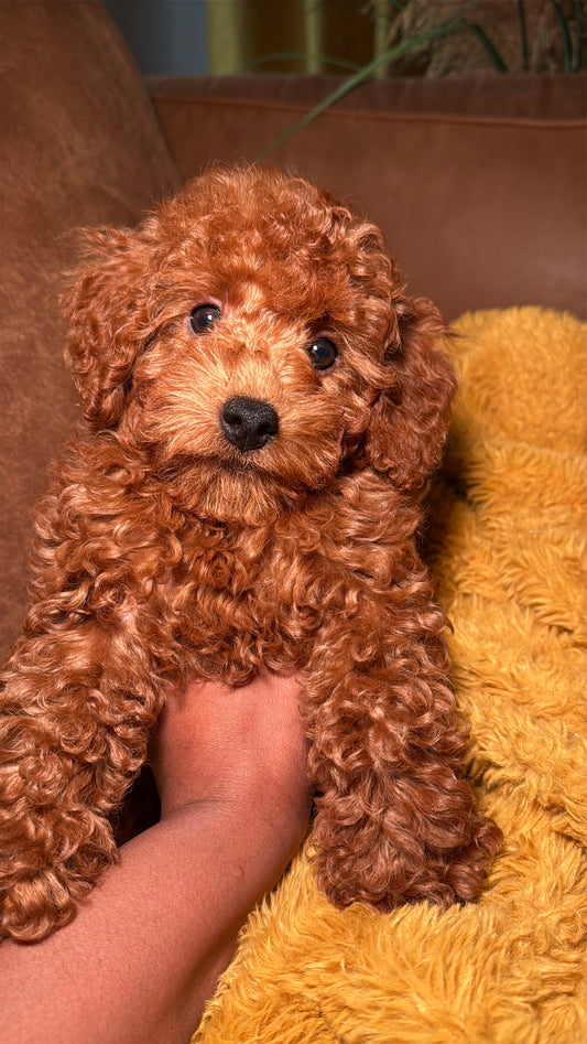 Judah (Toy Poodle)