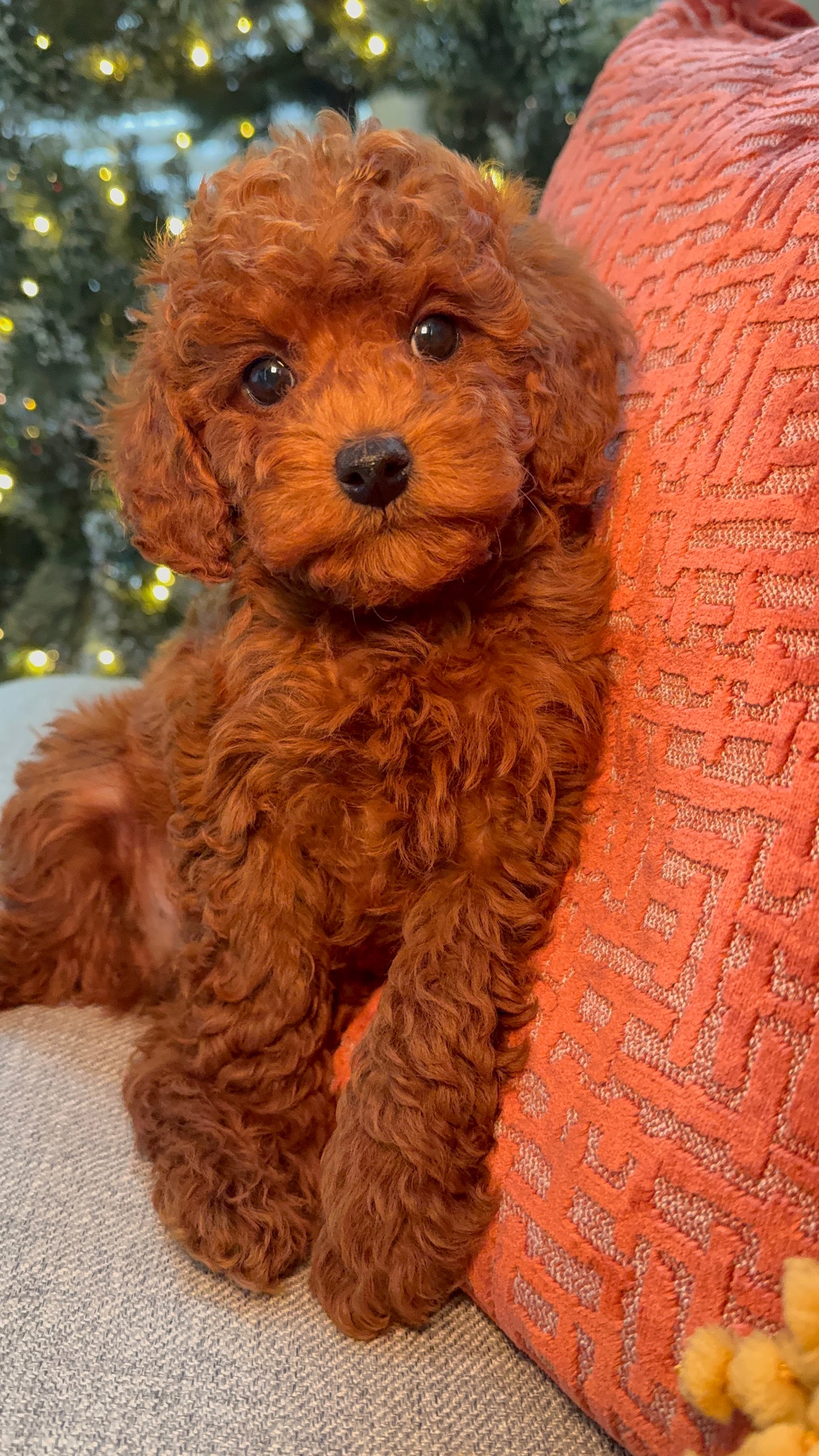 Dobby (ACA Reg. Toy Poodle)