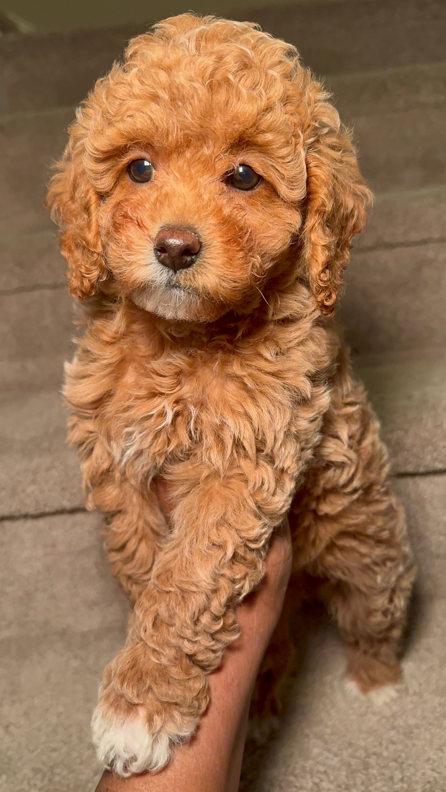 Cupcake (Female Toy Poodle)