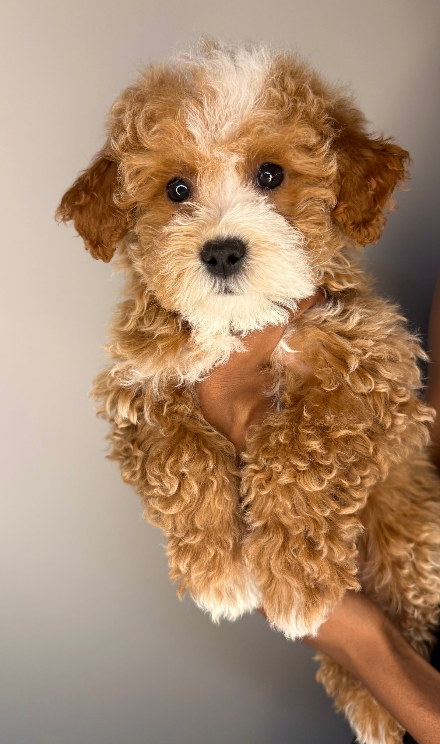 Jazz (Cavapoo)