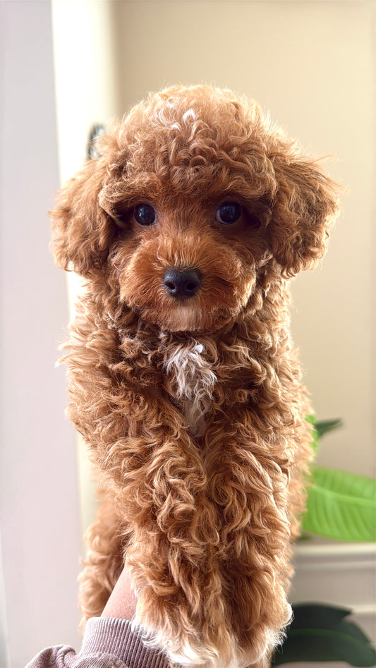 Johnny (AKC Reg Toy Poodle)