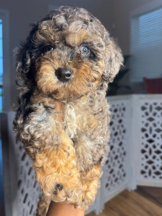 Oreo (Shihpoo)